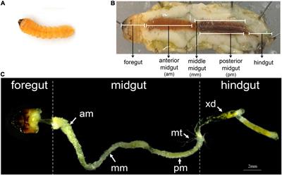 Gut Lignocellulose Activity and Microbiota in Asian Longhorned Beetle and Their Predicted Contribution to Larval Nutrition